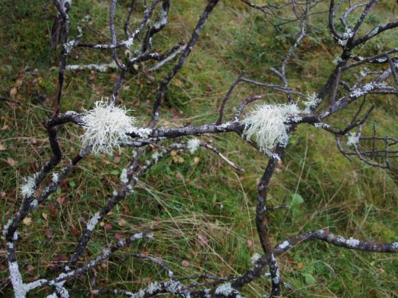 To gamle hvith�rete i skogen.